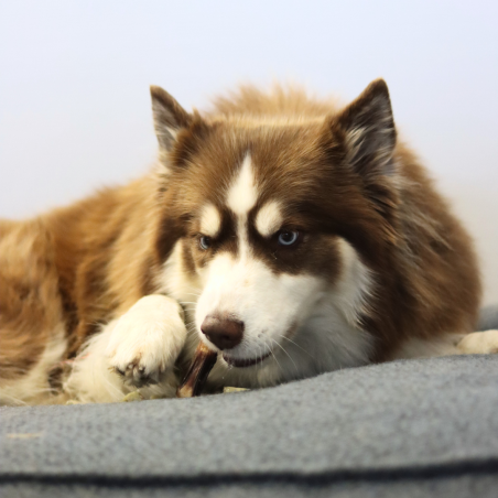 Queue de bœuf séché - 200g