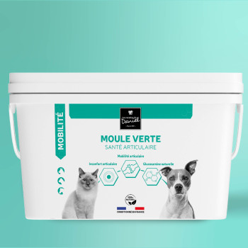 Moule verte - 2,8 kg