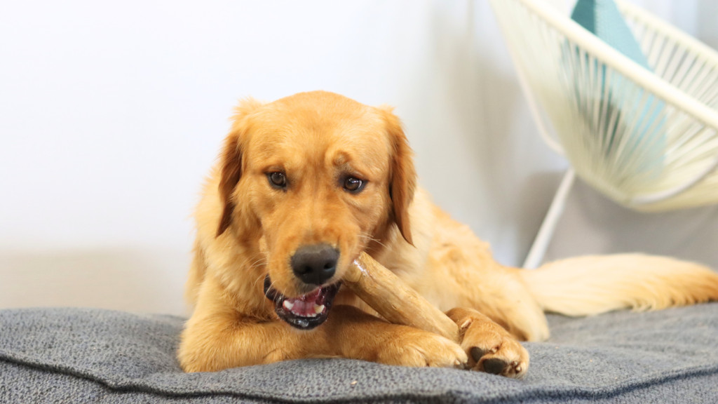 Comment occuper son chien lorsqu’il est seul : astuces et conseils