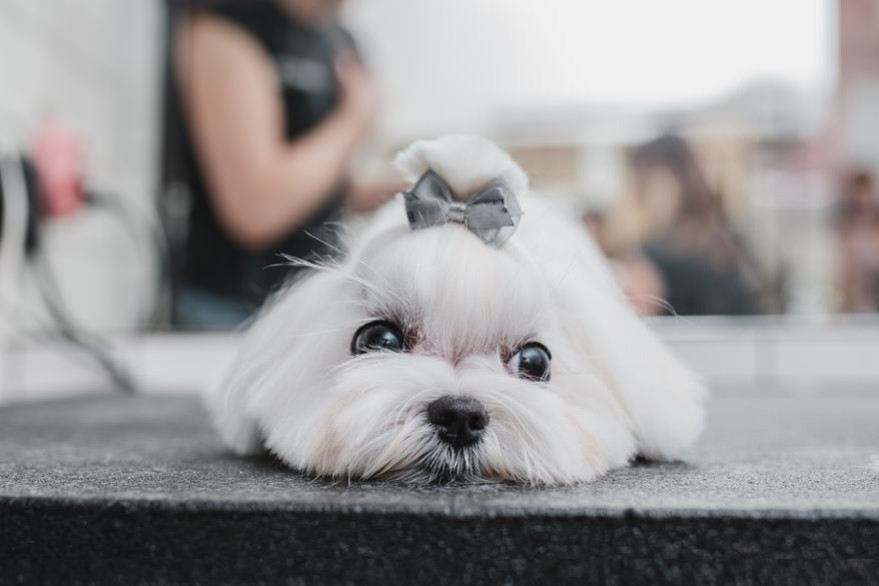 Pourquoi votre chien tremble-t-il ? Ce comportement décrypté.