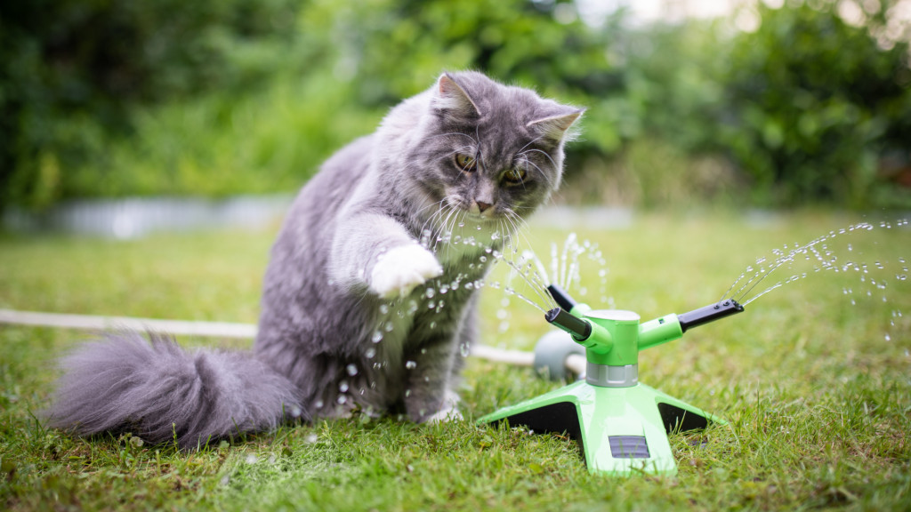 Comment la chaleur affecte-t-elle les chiens et les chats ?