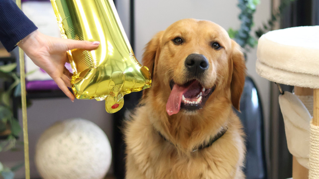 Bonne fête à tous les chiens !