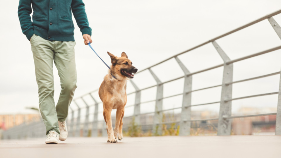 Comment bien vivre avec son chien en ville ?