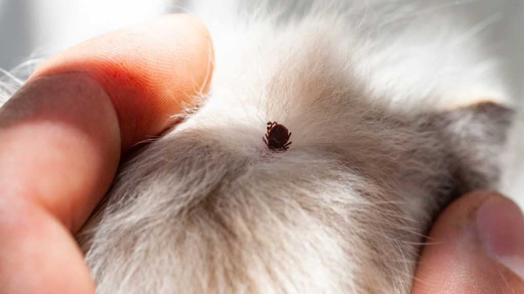 Voici comment protéger naturellement ses animaux contre les tiques