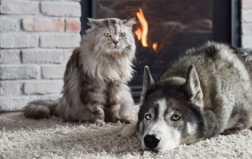Chat VS chien : qui est le plus intelligent ?