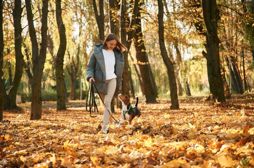 Quelles sont les précautions à prendre avec son chien en automne ?