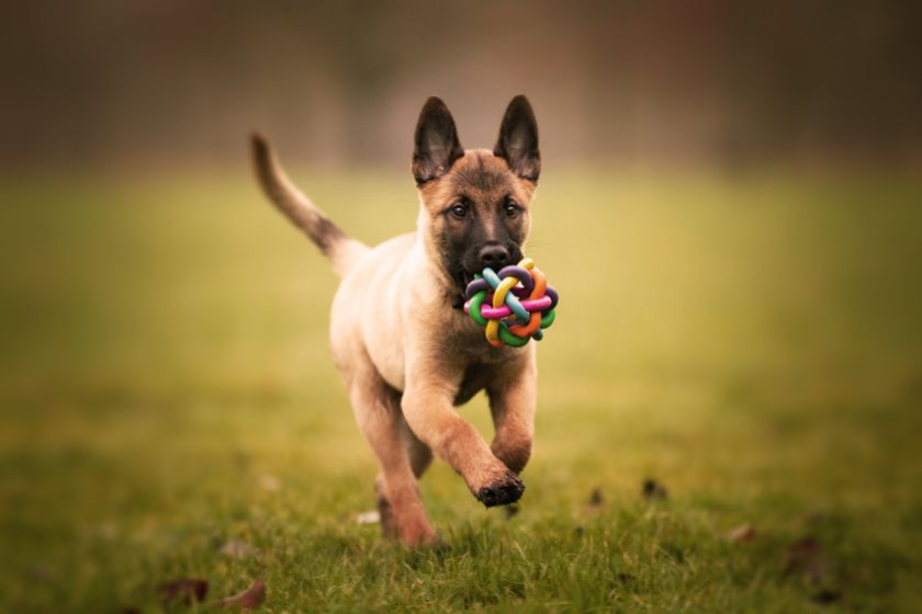 Nom de chien en A : notre sélection pour l’année 2025 !