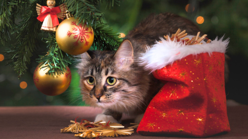 Pourquoi mon chat détruit il mon sapin ? 