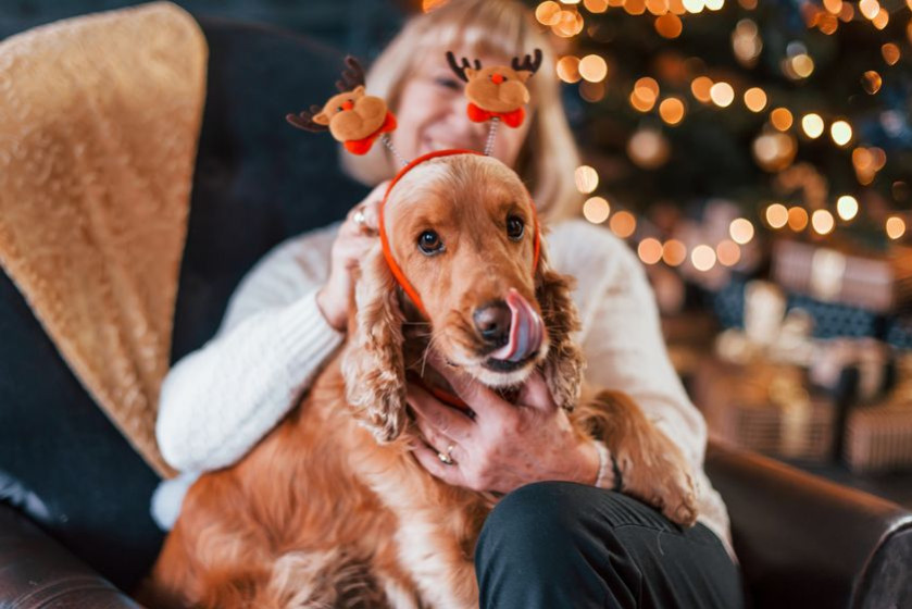 Adopter un chien pour Noël ? Les précautions à prendre !