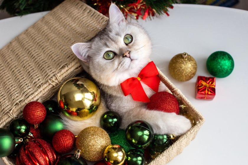 Les comportements étranges des chats face aux décorations de Noël : décryptage