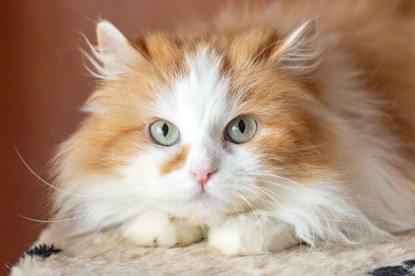 Le Top 5 des choses à savoir sur les chats roux