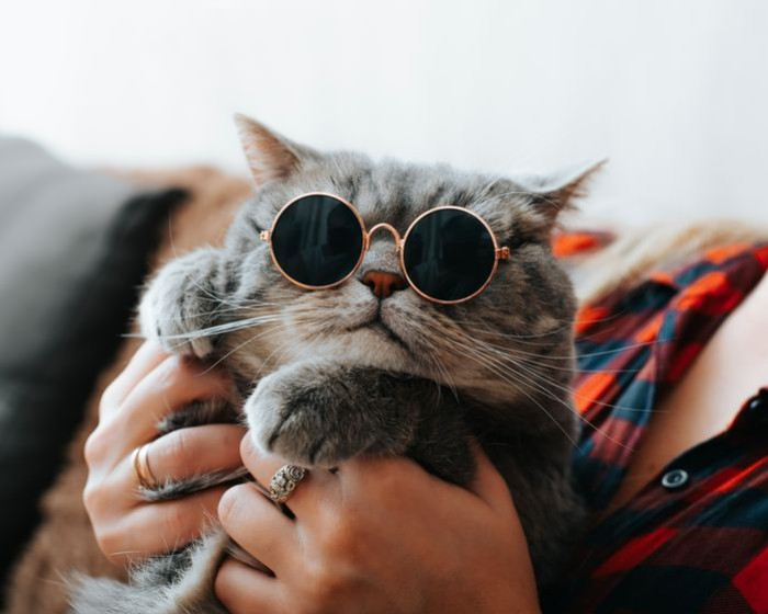 Crise d'adolescence chez le chat : les signes qui ne trompent pas !