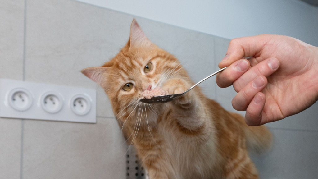 Prévenir l’insuffisance rénale chez le chat : comprendre, anticiper et agir