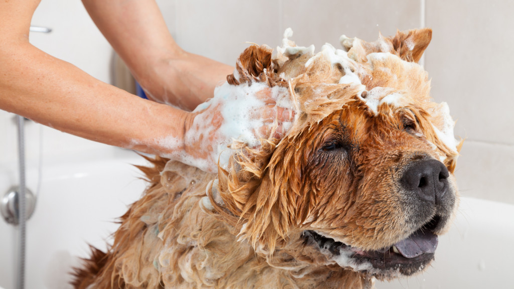 Laver son chien : Quelle fréquence, quel shampoing ? On vous dit tout
