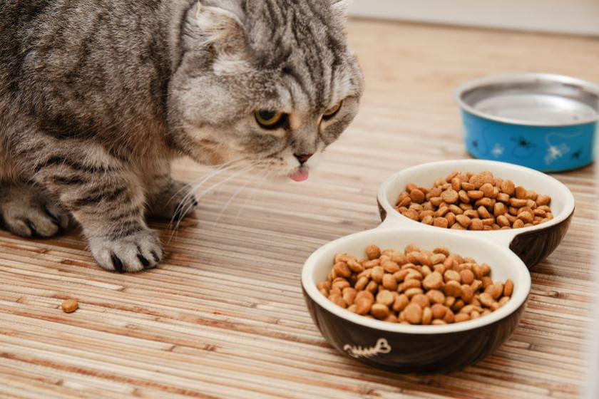 Chat exigeant : comment améliorer l'appétence de sa gamelle ?