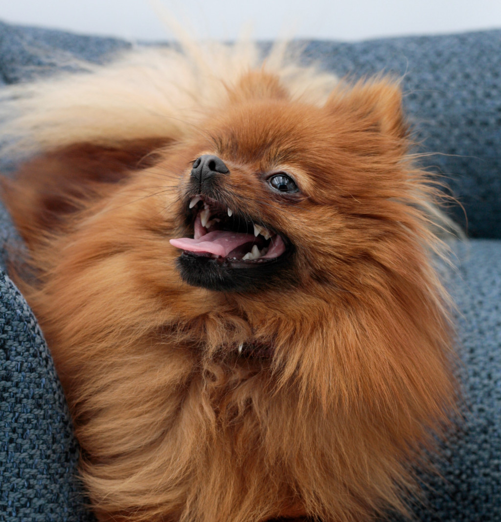 Emmener son animal au travail