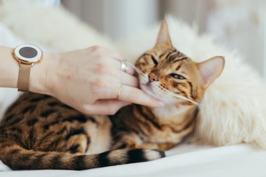 Quels sont les aliments toxiques pour vos chiens et chats ?