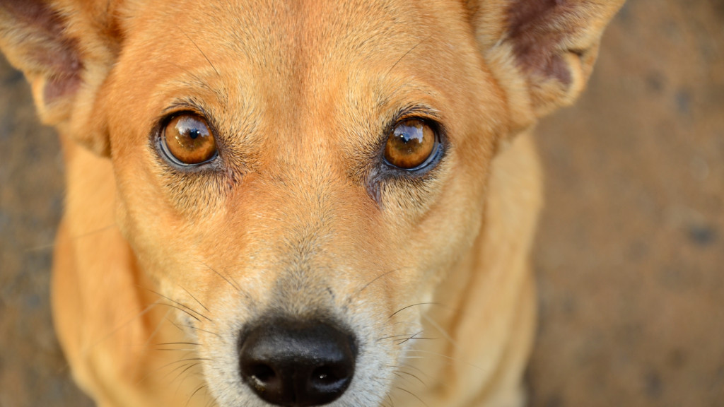 Non les chiens ne voient pas en noir et blanc !