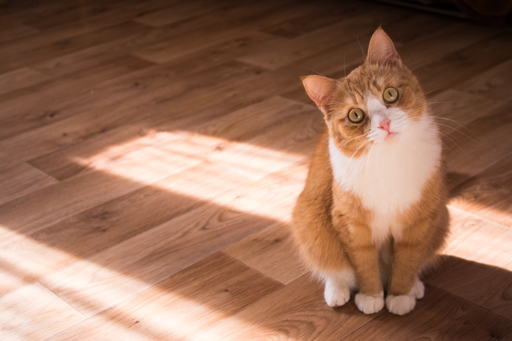 Dressage : peut-on éduquer un chat ?