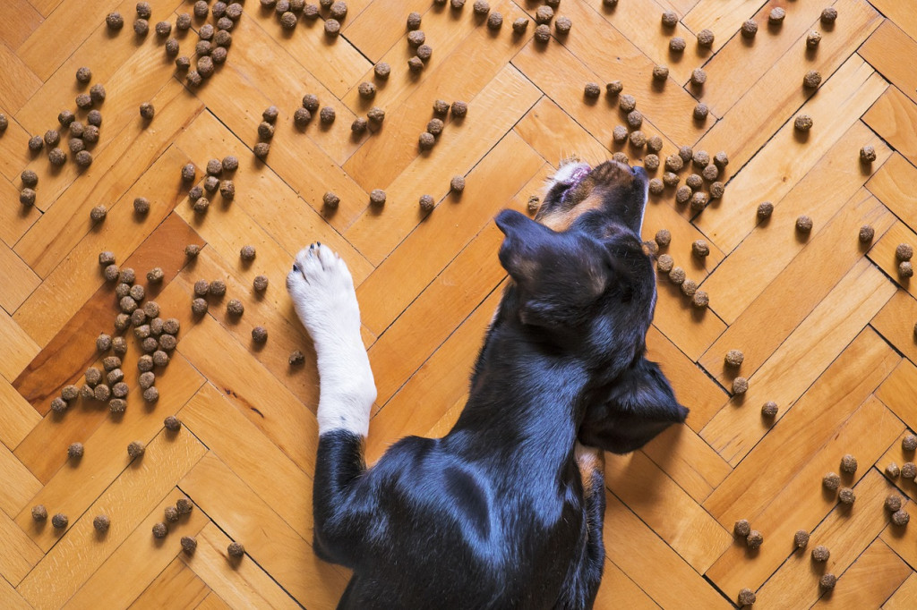 Peut-on donner des croquettes pour chat à un chien ?