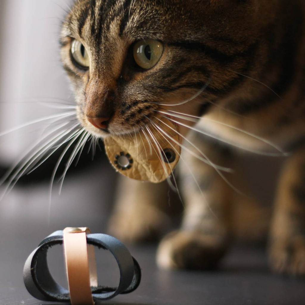 Les 7 signes qui montrent que votre chat vous aime !