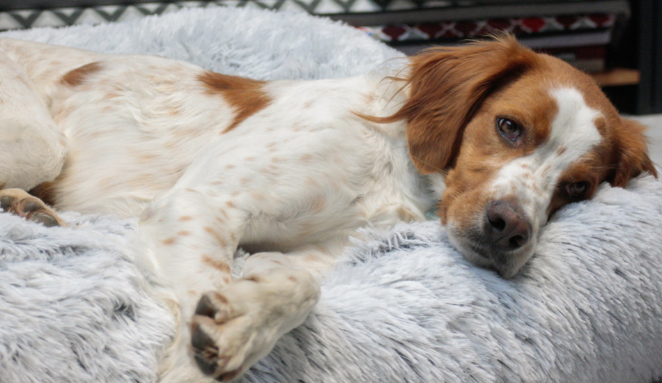 Les 5 races de chiens qui dorment le plus