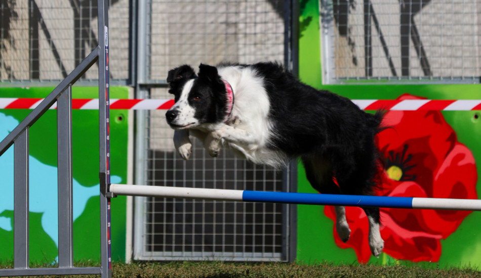 6 activités sportives à pratiquer avec son chien