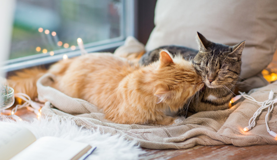 7 idées de cadeaux de Noël pour chat