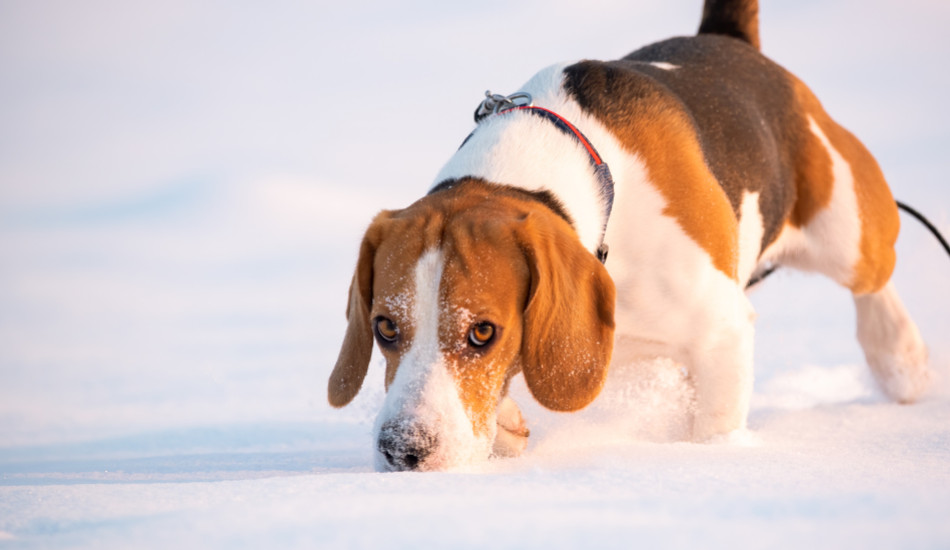 Comment protéger son chien du froid durant l’hiver ?