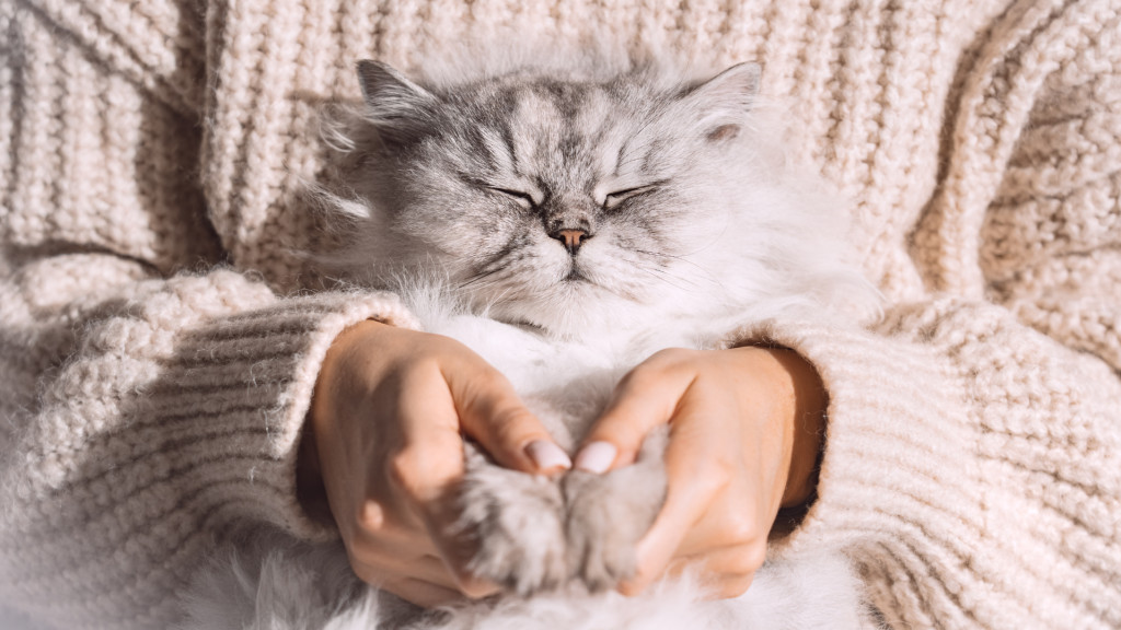 6 soins essentiels pour un chat en bonne santé