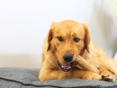 Comment occuper son chien lorsqu’il est seul : astuces et conseils