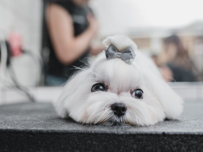 Pourquoi votre chien tremble-t-il ? Ce comportement décrypté.