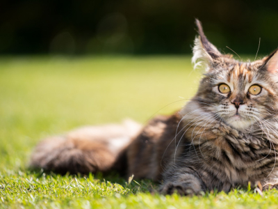 Comment entretenir le pelage de son chat ? 