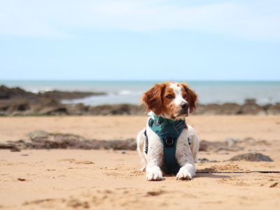 Les chiens peuvent-ils prendre un coup de soleil ? Nos astuces pour les protéger