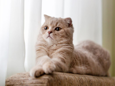 Quelles sont les 6 races de chats les plus intelligentes ?