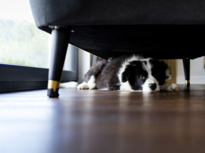 Que faire si votre animal a peur des feux d’artifice ?