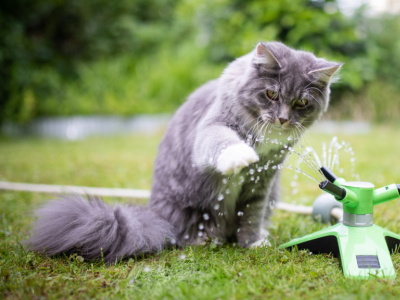 Comment la chaleur affecte-t-elle les chiens et les chats ?