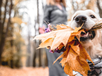 Les dangers de l'automne pour nos animaux