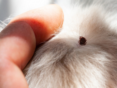 Voici comment protéger naturellement ses animaux contre les tiques