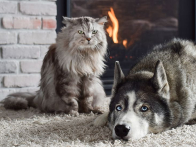 Chat VS chien : qui est le plus intelligent ?