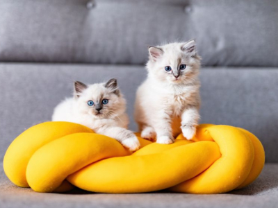 Nom de chat en 2025 : c’est l’année du A, découvrez nos meilleures suggestions