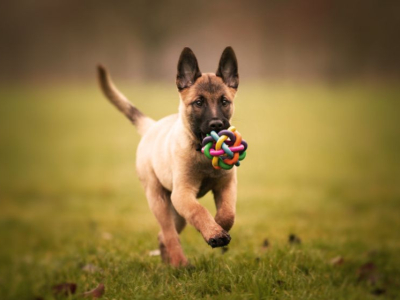 Nom de chien en A : notre sélection pour l’année 2025 !