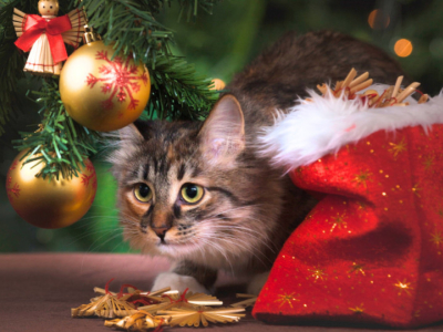 Pourquoi mon chat détruit il mon sapin ? 