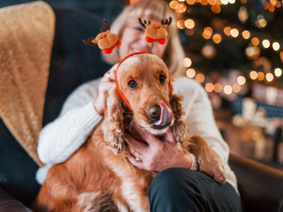 Adopter un chien pour Noël ? Les précautions à prendre !