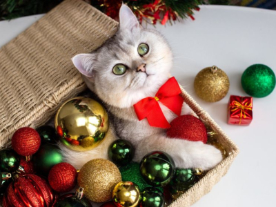 Les comportements étranges des chats face aux décorations de Noël : décryptage