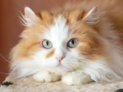 Le Top 5 des choses à savoir sur les chats roux