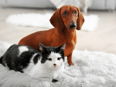 Top 10 des noms de chiens et chats les plus donnés en 2024