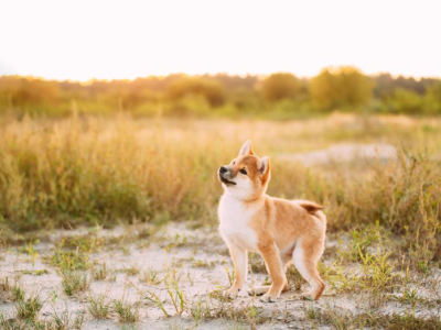 Que faut-il savoir avant d'adopter un Shiba Inu ?