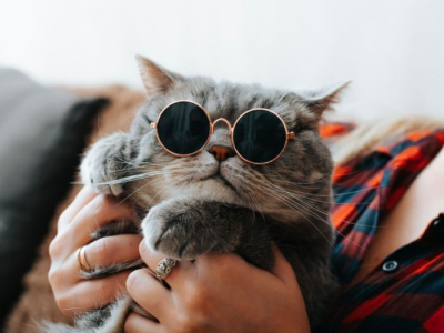 Crise d'adolescence chez le chat : les signes qui ne trompent pas !