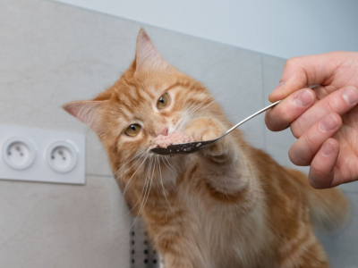 Prévenir l’insuffisance rénale chez le chat : comprendre, anticiper et agir